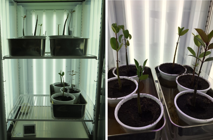 Mangrove trees grown in the laboratory