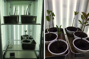 Mangrove trees grown in the laboratory