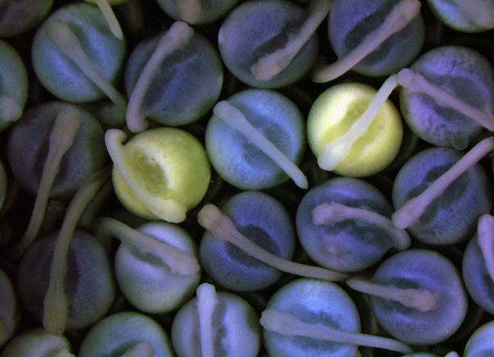 Spotted Gar Embryos