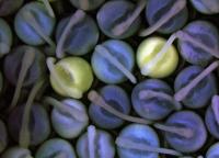 Spotted Gar Embryos