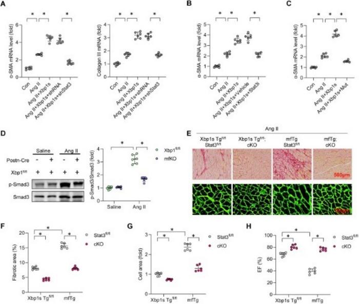 Stat3 mediates the pro-fibrotic effects of Xbp1s in Ang II-infused mice