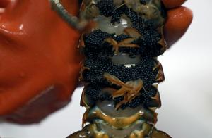 Lobster eggs