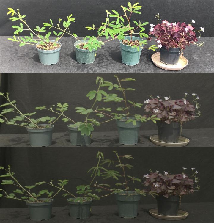TriPlants