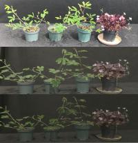TriPlants