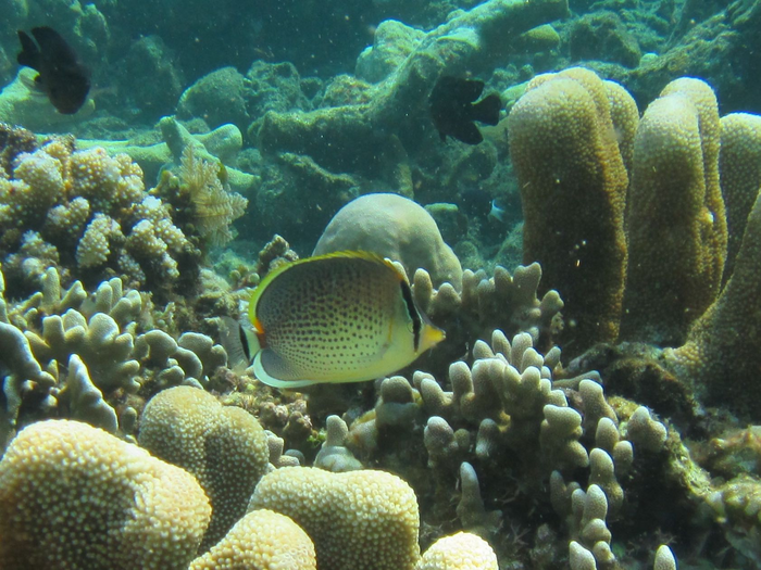 Chaetodon_guttatissimus