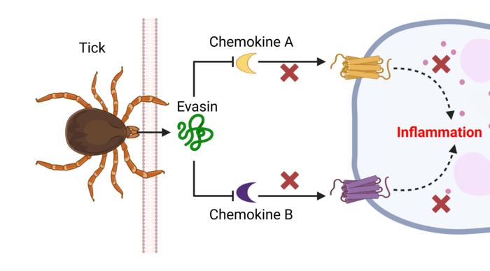 Pathway to new tick evasins