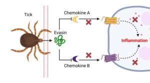 Pathway to new tick evasins