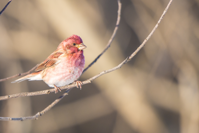 Purple finch at Miami University Bird Blind