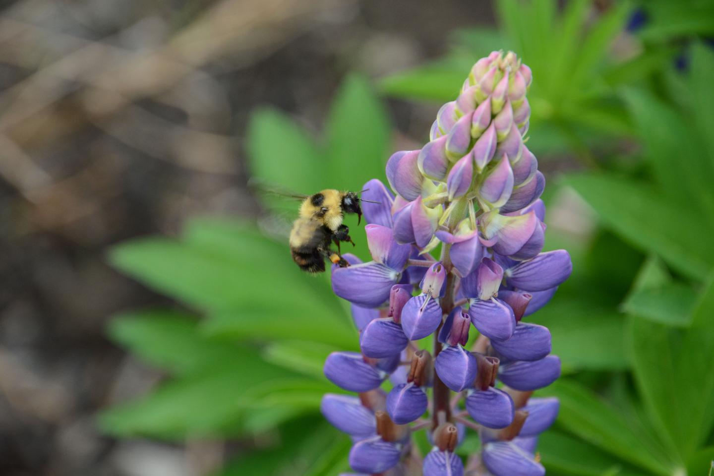 Climate Change: Compressing the Bumblebee Home Range (6 of 18)