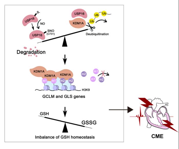 This graphic shows mechanism diagram: USP16 was destabilized by iNOS-mediated S-nitrosylation, which degraded KDM1A protein via inhibiting its deubiquitination and consequently resulted in GSH exhaustion, aggravating CME-induced myocardial injury.