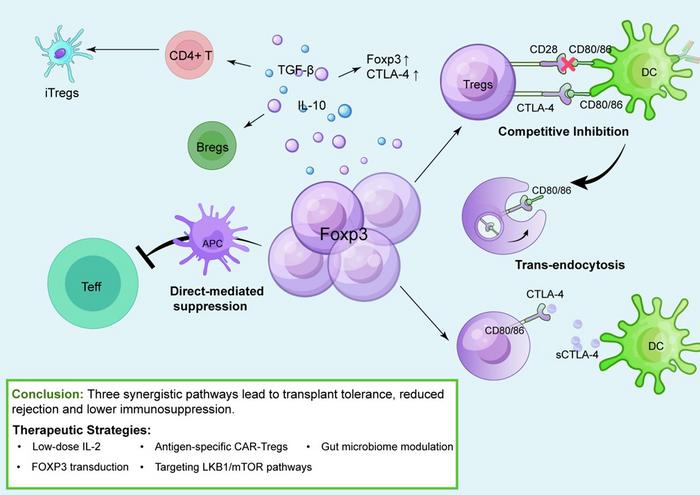 Synergistic Mechanisms of Treg-Mediated Immune Tolerance and Related Therapeutic Strategies