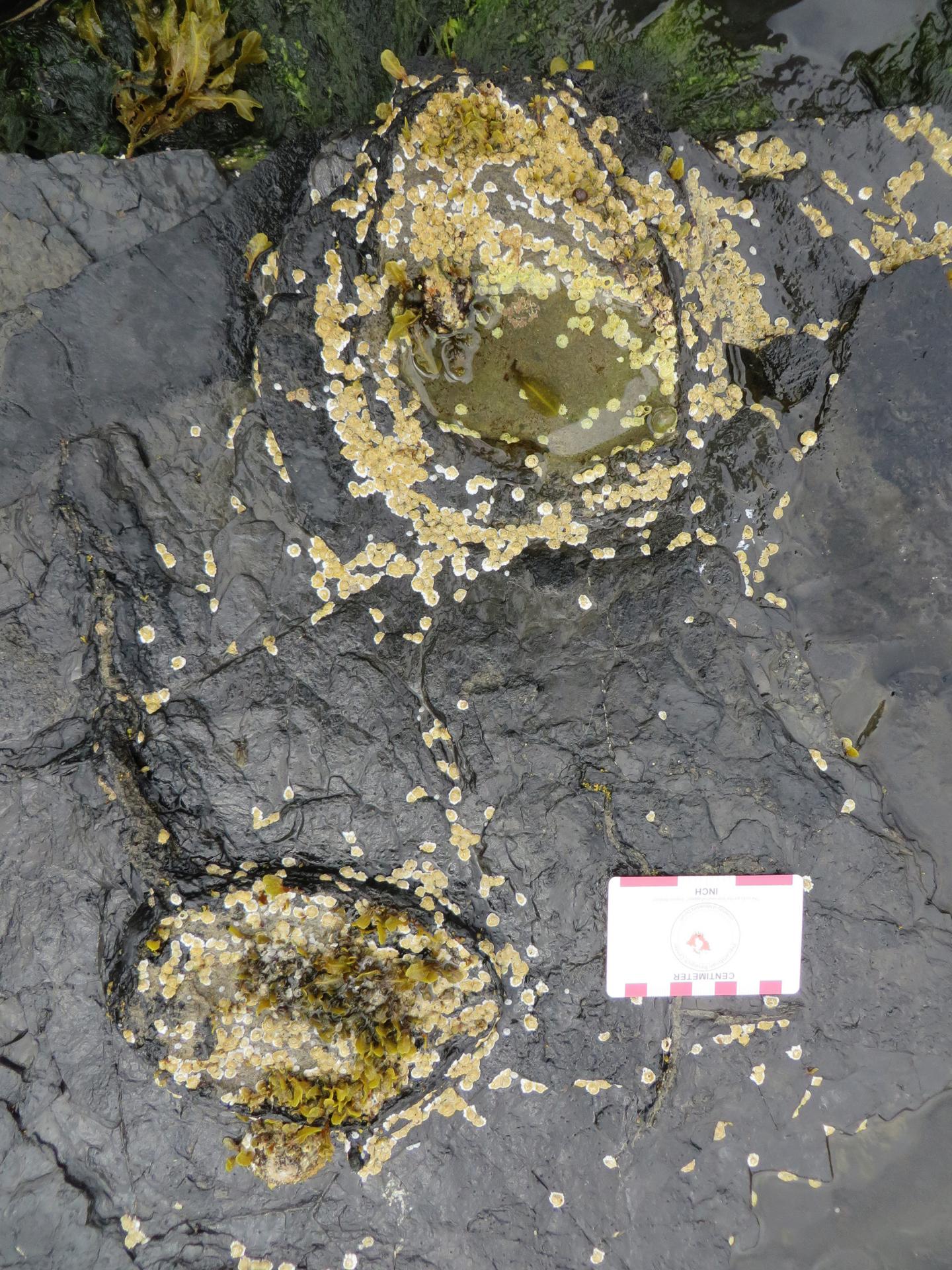 Stegosaur Tracks