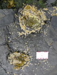 Stegosaur Tracks