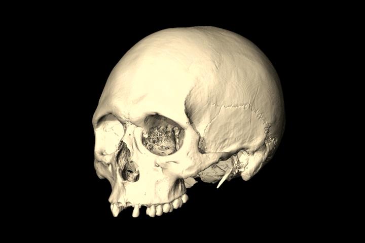 Modern Human Brain Shape Evolved Gradually, Ushering in Modern Behavior (1 of 6)