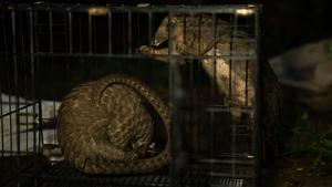 White-bellied pangolins captured in southeastern Nigeria and destined for trade.