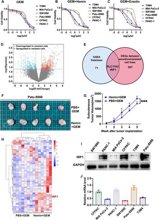 IRP1 is associated with ferroptosis and drug resistance in PCa cells.