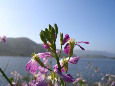 California Wild Radish