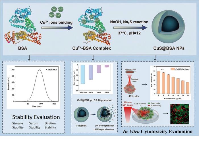 Schematic illustration for the preparation and characterization of CuS@BSA nanoparticles.