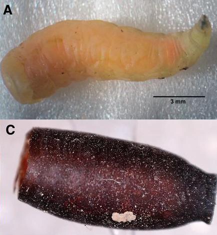 <i>Philornis downsi</i> Larva and Pupa