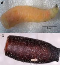 <i>Philornis downsi</i> Larva and Pupa