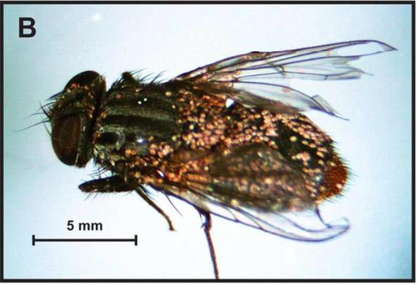 Mites on a Fly