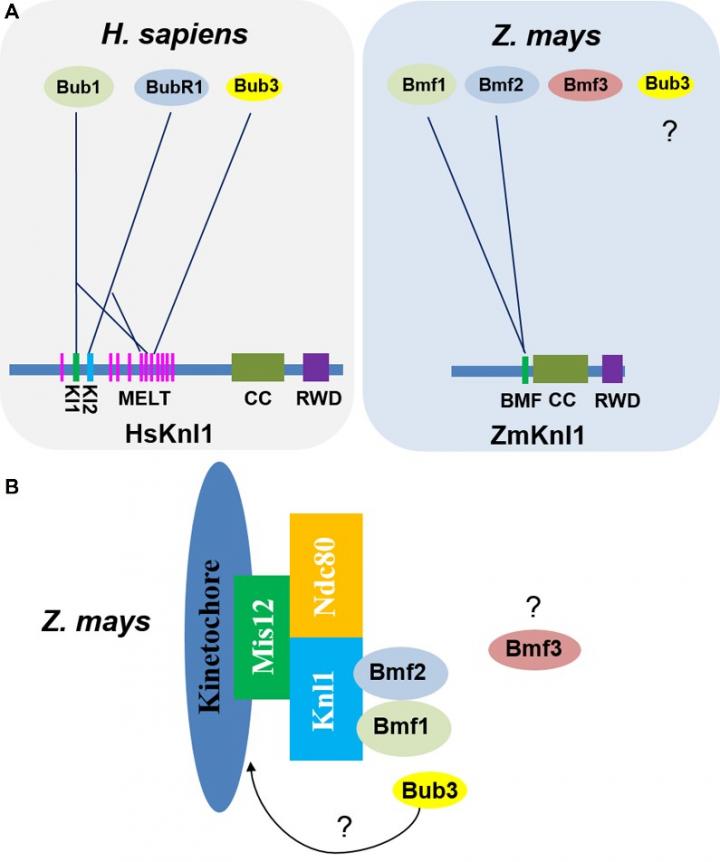 Working model of Knl1 with spindle assembly checkpoint