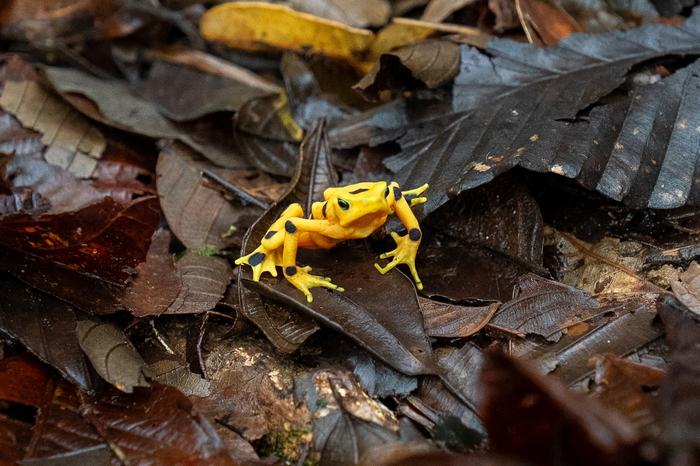 Panamanian golden frog (Atelopus zeteki) recently released into the wild by the Panama Amphibian Rescue and Conservation project (PARC).