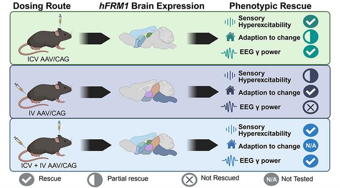 How Gene Therapy for Fragile X Syndrome Works in Preclinical Models