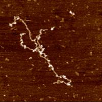 Mucin Molecule