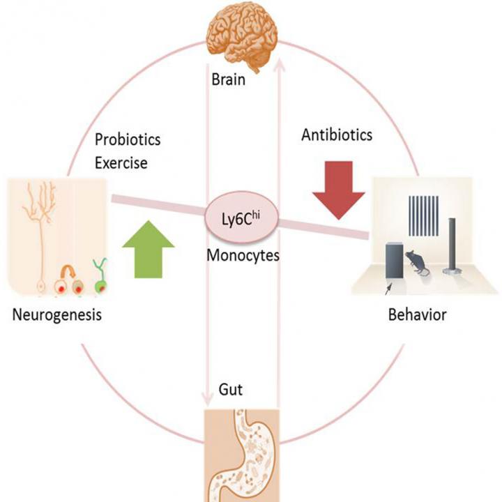 Mouse Study Finds Link between Gut Bacteria and Neurogenesis