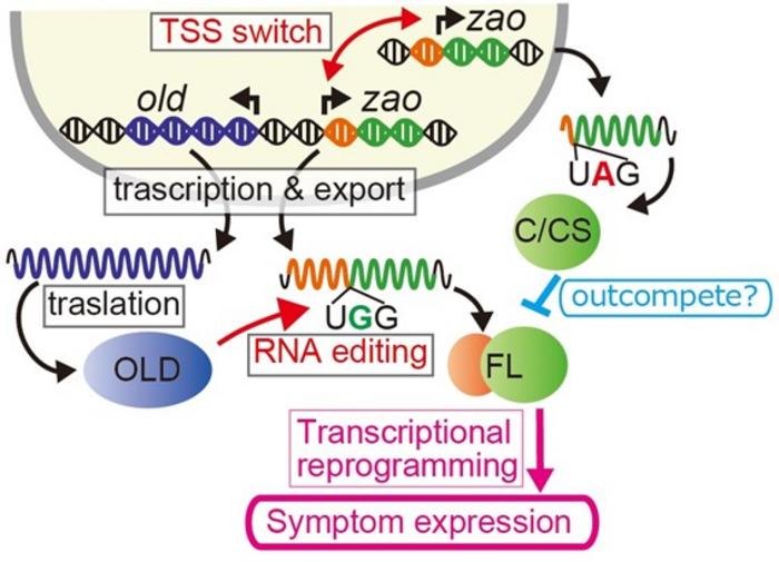 RNA editing in Neurospora crassa modulates antiviral responses and the induction of symptoms