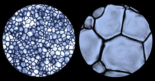 Preserving stem cells and tissue without the freezer burn