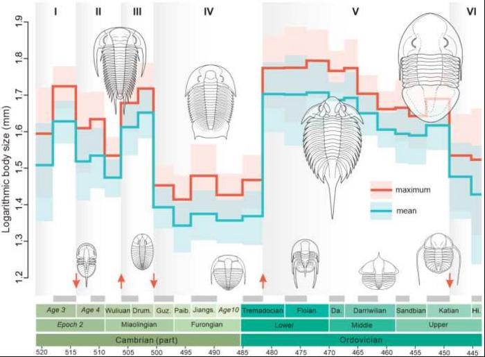 Tempo and mode in the body size evolution of Cambrian-Ordovician trilobites