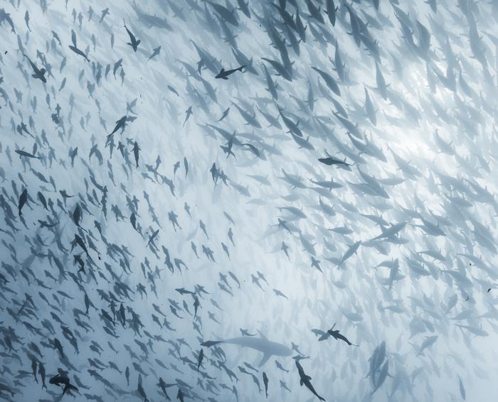 School of Fish