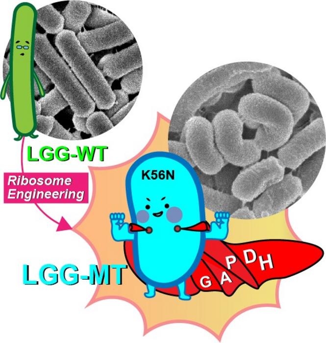 “Super-Probiotic” LGG Created Through RE