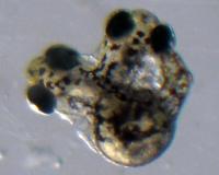 Double-Headed Zebrafish