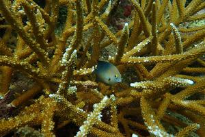 Damselfish_ Stegastes planifrons