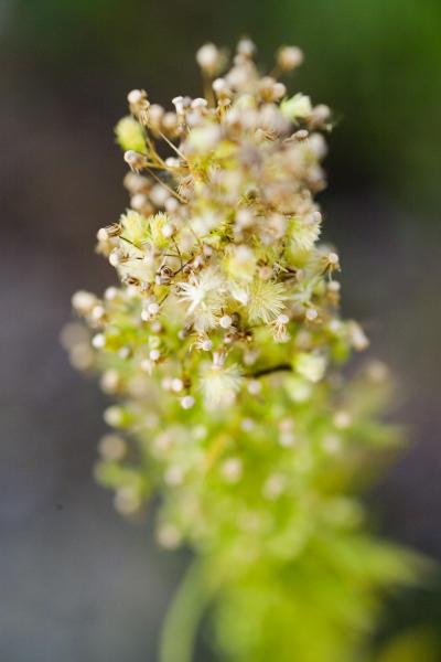 <I>Conyza canadensis</i> 2 (of 2)
