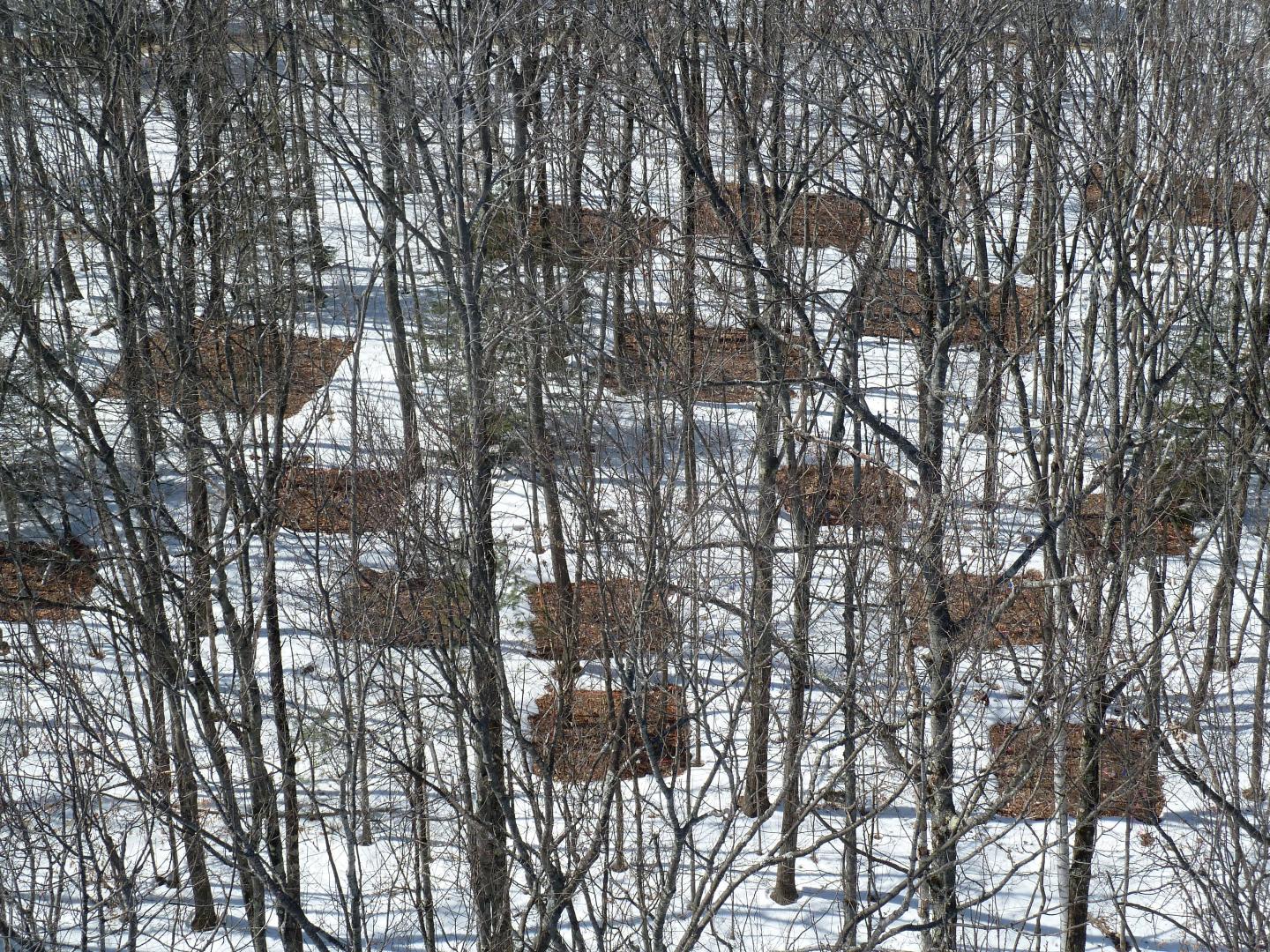 Melillo et al Soil Warming Experiment at Harvard Forest in Massachusetts