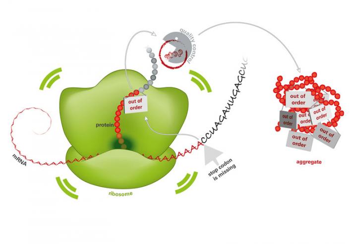 Toxic Protein Aggregates