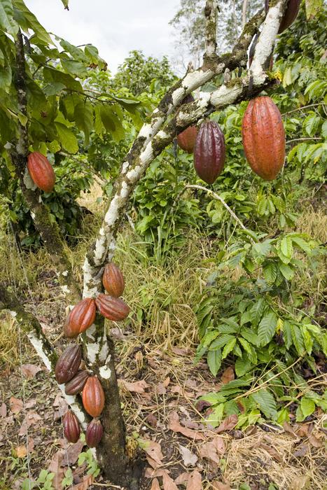 Healthy cacao plantation
