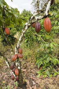 Healthy cacao plantation
