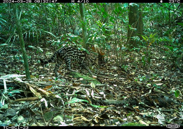 Ocelot