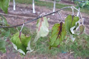 Wilted leaves on apple branch