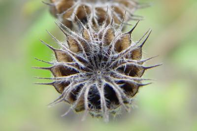 Velvetleaf
