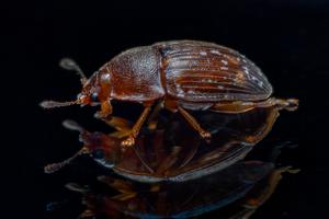 Strawberry-sap-beetle
