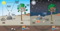 Bird and mammal heat exposures