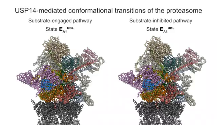Multiverse dynamics of USP14-regualted human proteasome
