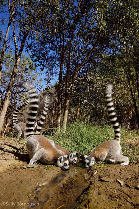 Resistant Ringtails