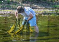 Algae 1